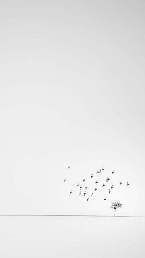 White Minimalist Avian Flock Wallpaper