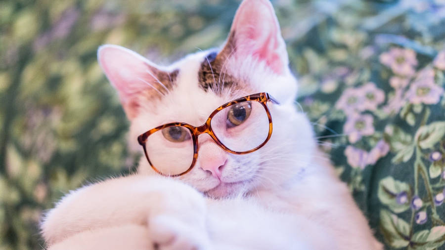 White Nerdy Cat Computer Wallpaper