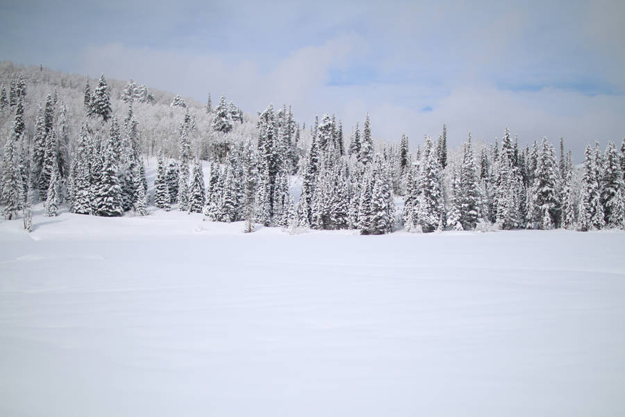 White Nordic Forest Wallpaper