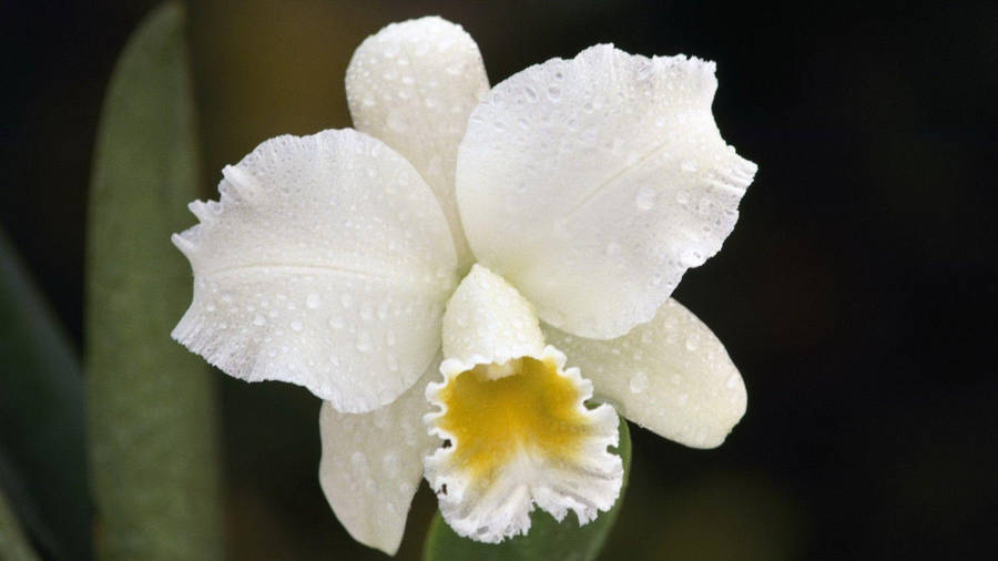 White Orchid With Water Droplets Wallpaper