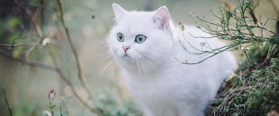 White Persian Cat Outdoors Wallpaper