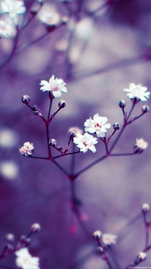 White Petal Macro Flower Image Wallpaper