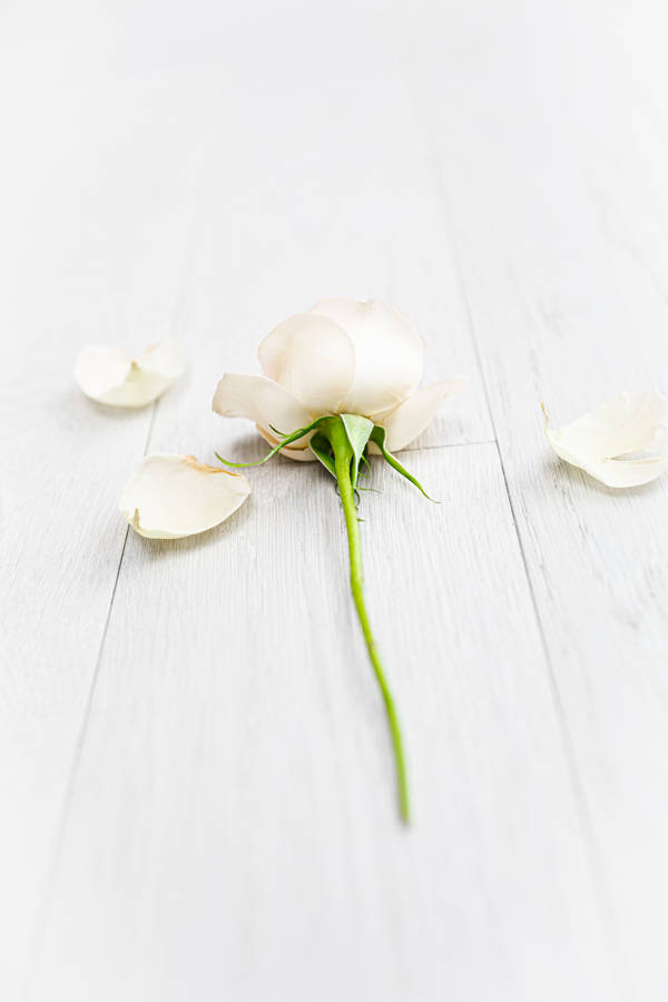 White-petaled Rose Iphone Wallpaper