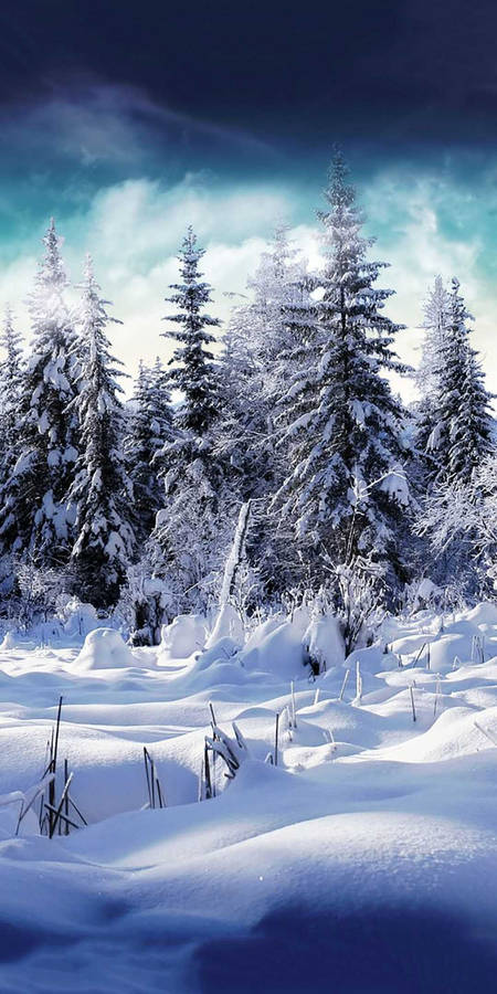 White Pines Winter Iphone Wallpaper