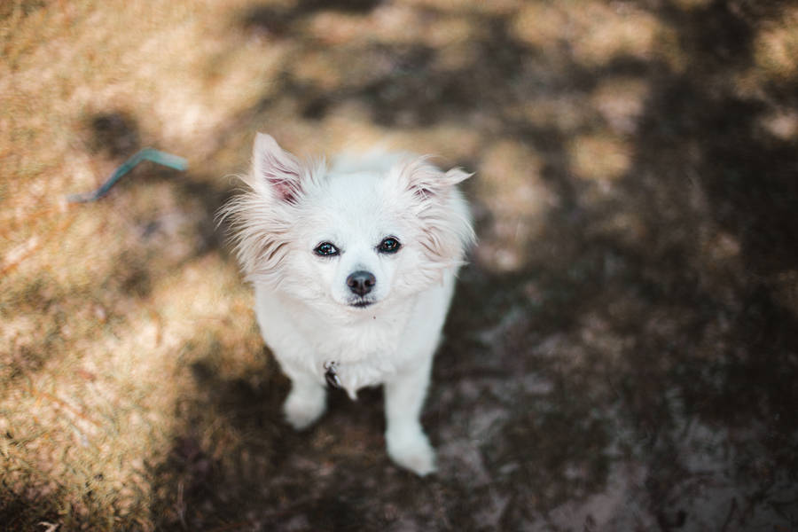 White Pomeranian Dog Wallpaper