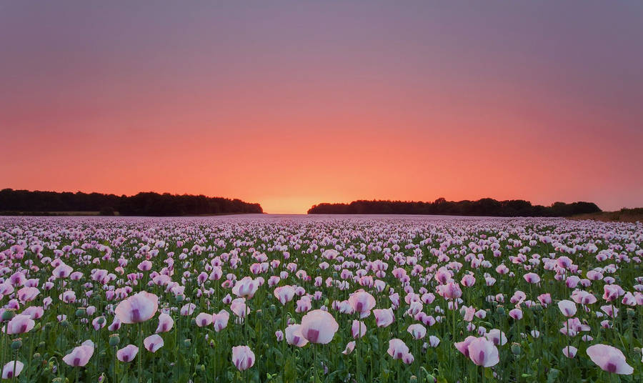 White Poppy Flower Field Wallpaper