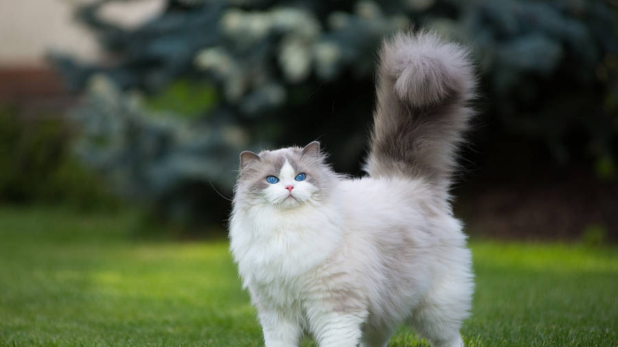 White Ragdoll Cute Cat Hd Wallpaper