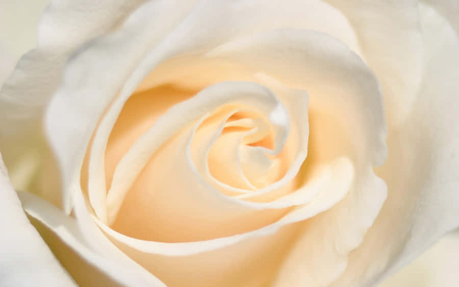 “white Rose: A Symbol Of Innocence And Purity” Wallpaper