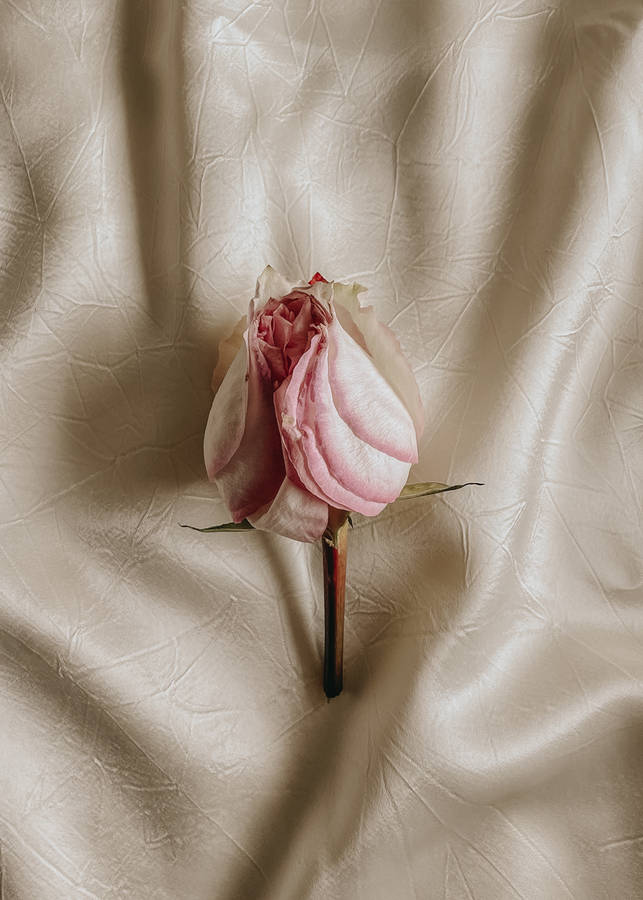 White Rose Bud Love Iphone Wallpaper