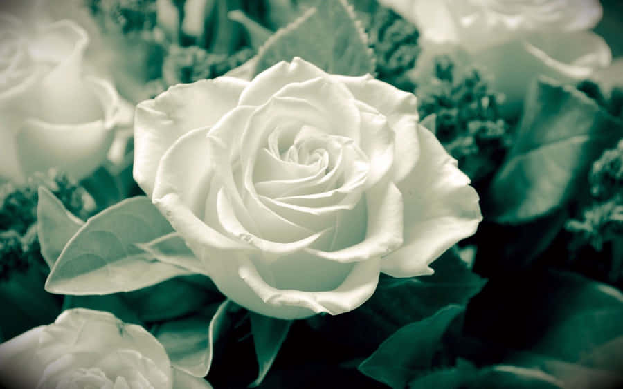 White Rose Plant Aesthetic Wallpaper