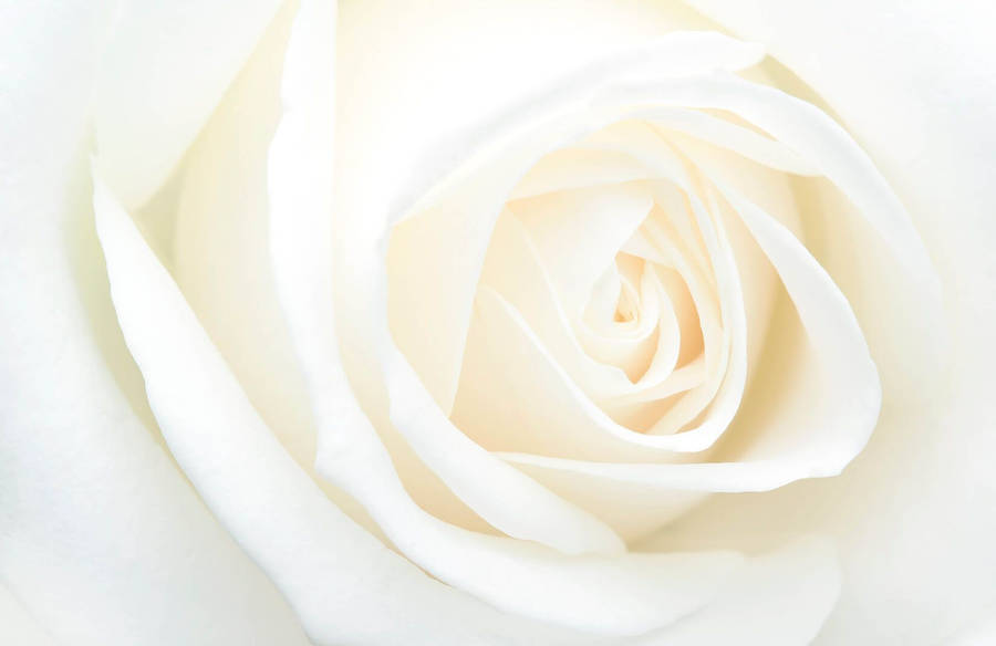 White Rose Solid Shot Wallpaper