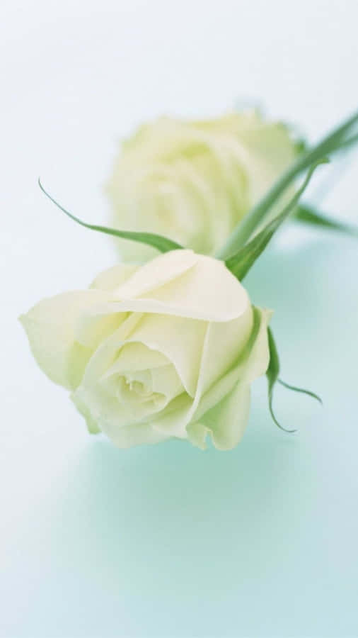 White Roses Iphone On White Surface Wallpaper