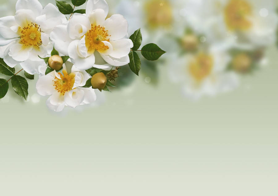 White Roses On A Green Background Wallpaper