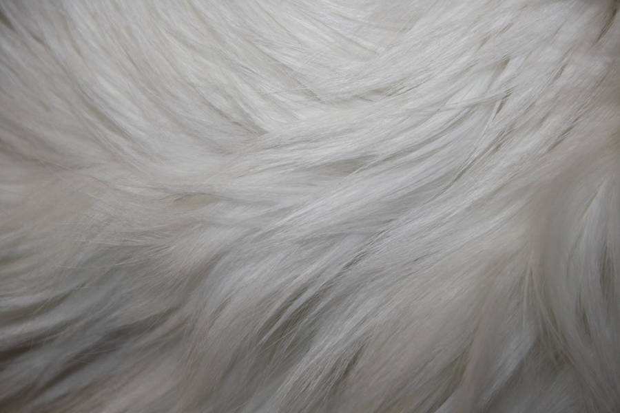 White Smooth Animal Fur Wallpaper