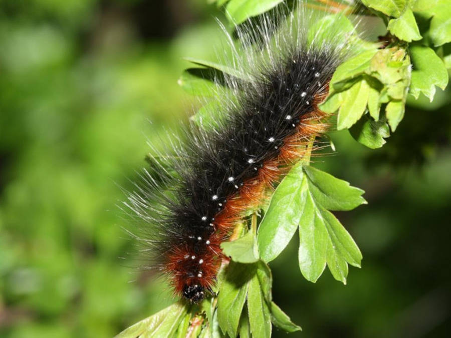 White Spotted Black Caterpillar Wallpaper