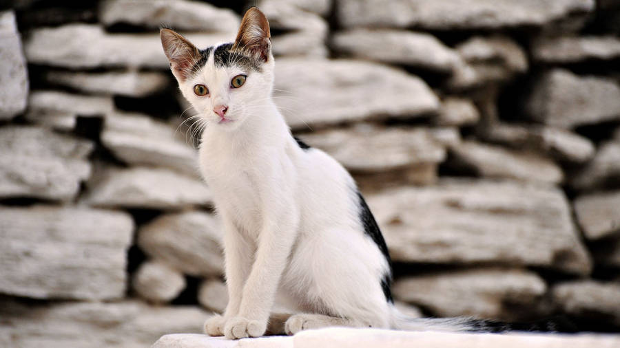 White Stone Wall And A Cat Wallpaper