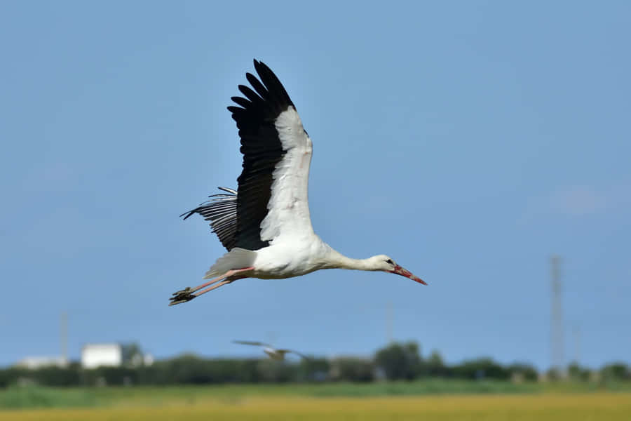 White Stork In Flight.jpg Wallpaper