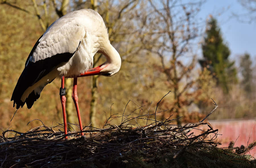 White Stork Nesting Behavior.jpg Wallpaper