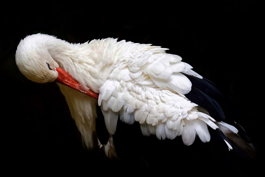 White Stork Preening Feathers Wallpaper