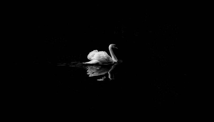 White Swan In Black Lake Wallpaper