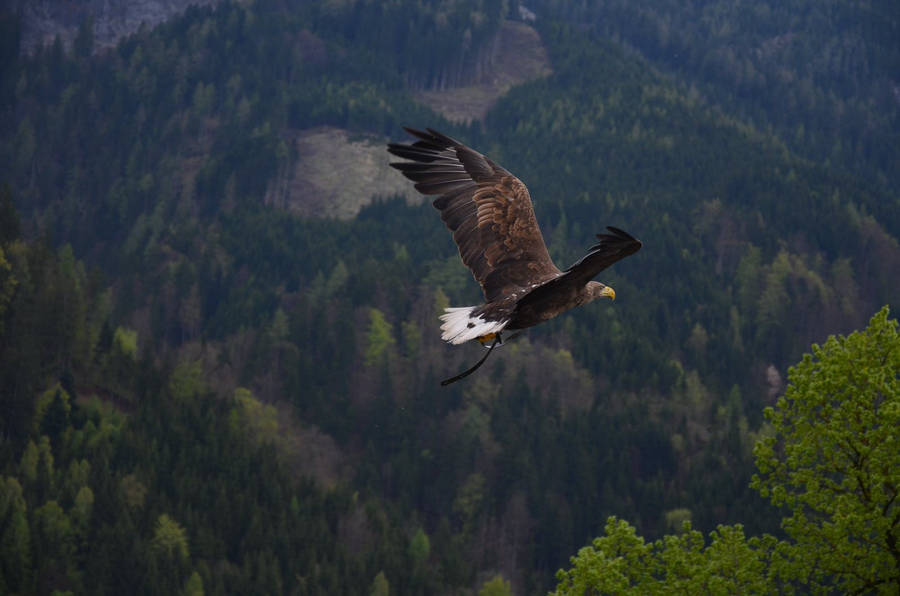 White-tailed Eagle Over Mountains Wallpaper