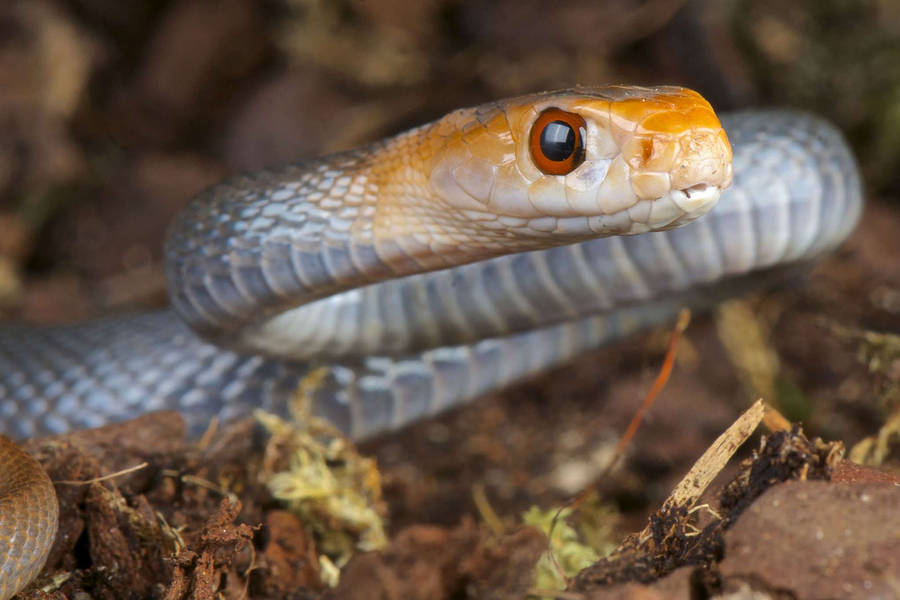 White Taipan Snake Wallpaper