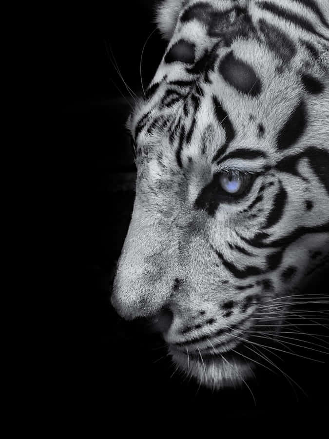 White Tiger Wallpapers Wallpaper