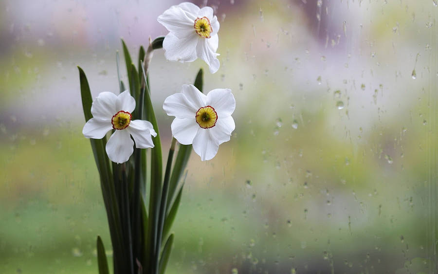 White Tiny Beautiful Flower Wallpaper