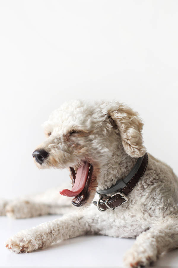 White Toy Poodle Yawning Wallpaper