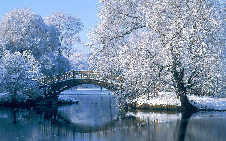 White Trees And Bridge Hd Computer Wallpaper