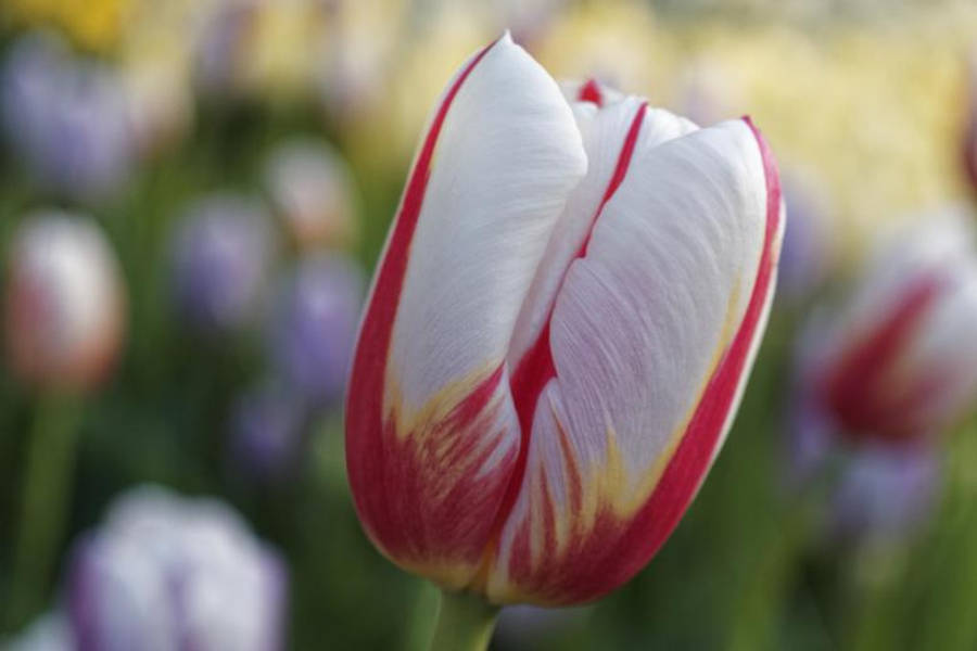 White Tulip Most Beautiful Nature Wallpaper