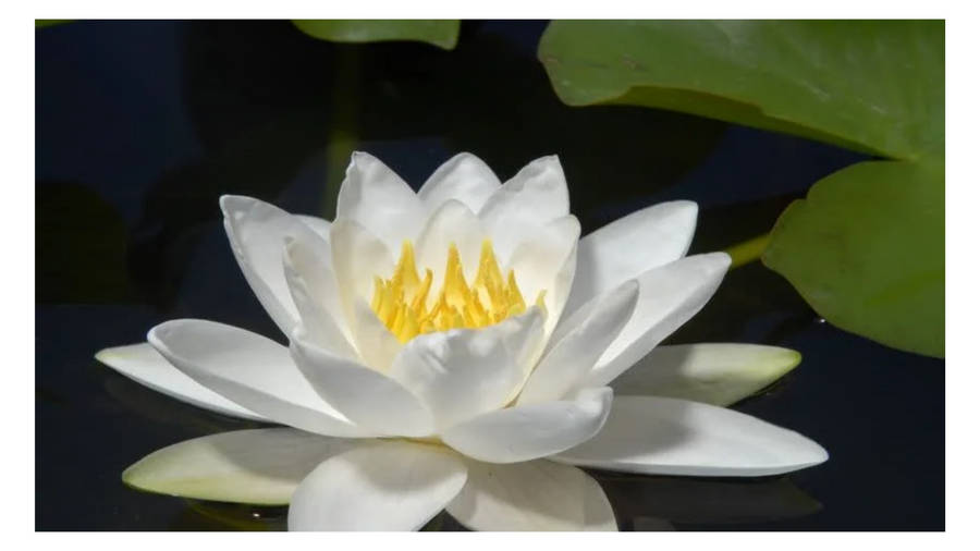 White Water Lily Wallpaper