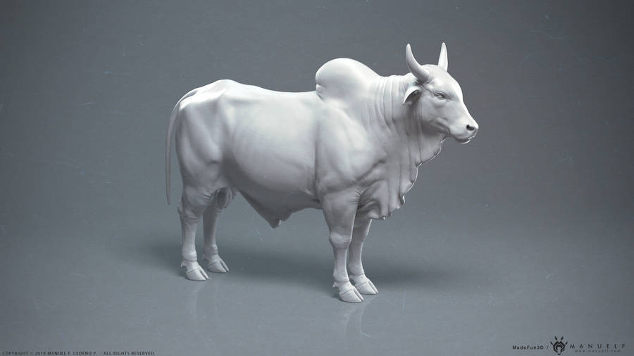 White Zebu Cattle 3d Wallpaper