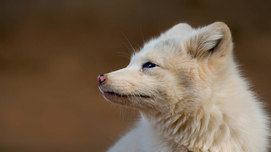 Wild Arctic Fox Wallpaper