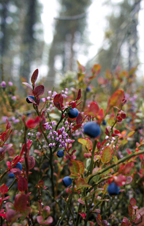 Wild Blueberries Of Finland Wallpaper