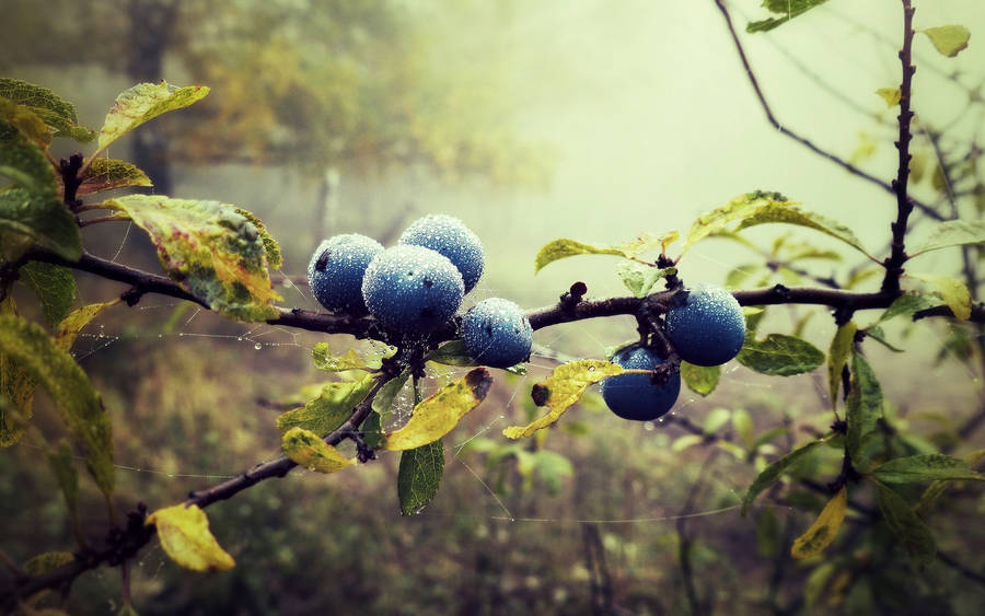 Wild Blueberries On Branches Wallpaper