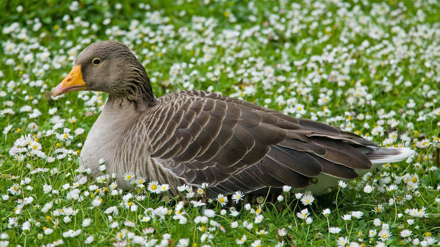 Wild Goose Relaxing In A Field Wallpaper