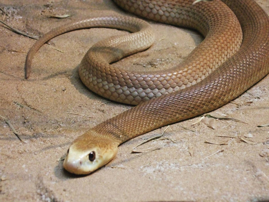 Wild Snake Taipan Wallpaper