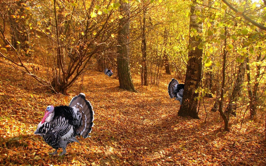 Wild Turkeys For Thanksgiving Wallpaper