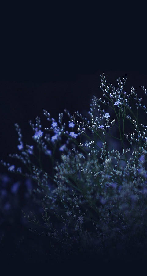 Wildflower Night Cute Dark Girly Wallpaper