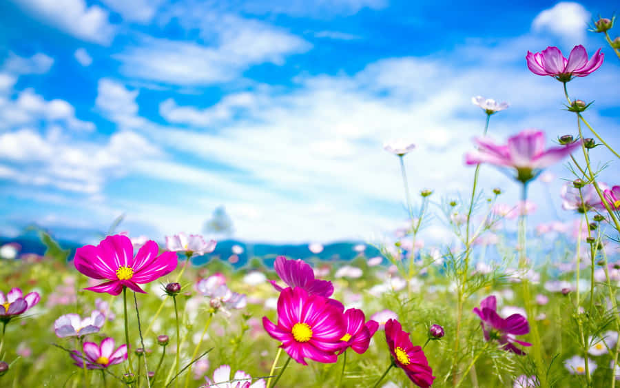 Wildflowers Pink Violet Flowers Wallpaper