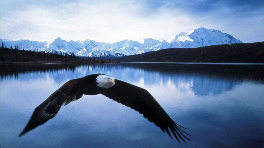 Wildlife Flying Bald Eagle Wallpaper