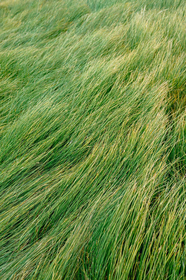 Wind Grass Top View Wallpaper