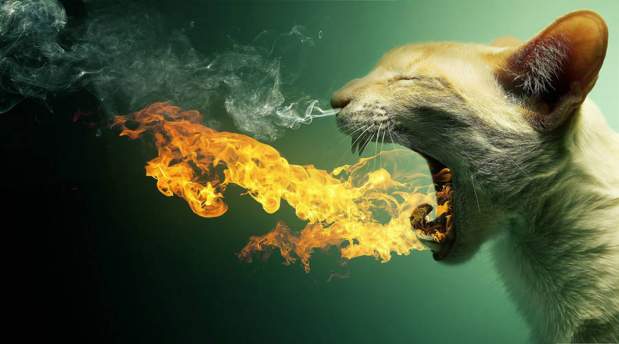 Windows 11 4k Cat Fire Breath Wallpaper