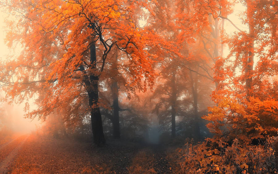 Windows 11 4k Misty Autumn Wallpaper