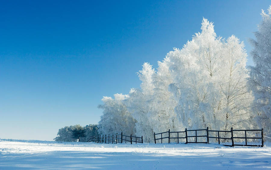 Windows 11 4k Winter Trees Wallpaper