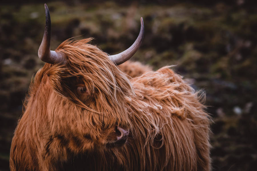 Windy Highland Cow Wallpaper