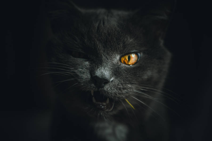Winking Dark Gray Cat Wallpaper