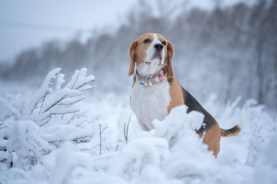 Winter Beagle Dog On Snow Wallpaper