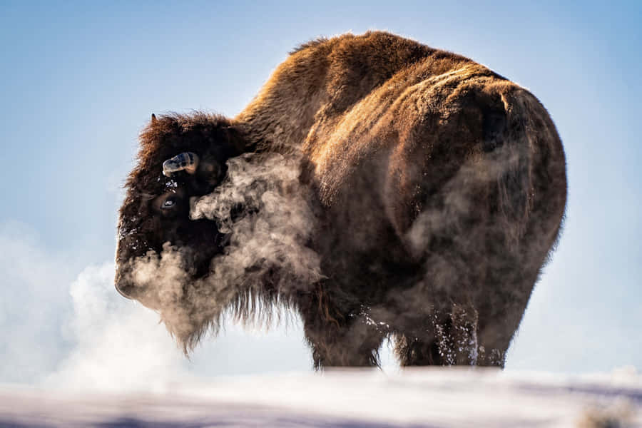 Winter Breath Bison.jpg Wallpaper